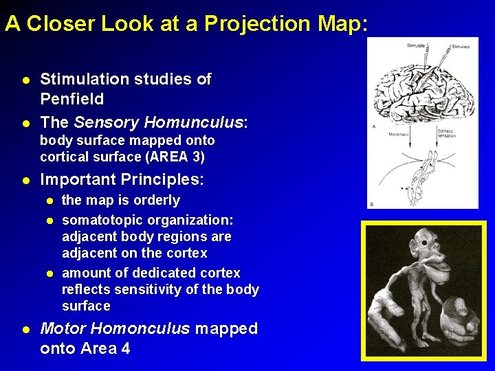 A Closer Look at a Projection Map: Stimulation studies of Penfield The Sensory Homunculus: