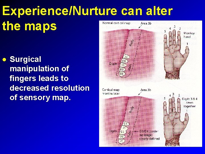 Experience/Nurture can alter the maps Surgical manipulation of fingers leads to decreased resolution of