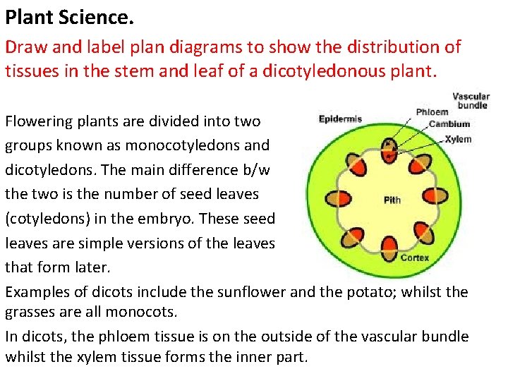 Plant Science. Draw and label plan diagrams to show the distribution of tissues in