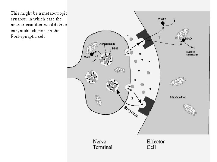 This might be a metabotropic synapse, in which case the neurotransmitter would drive enzymatic