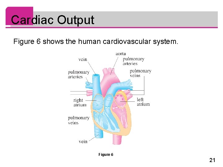 Cardiac Output Figure 6 shows the human cardiovascular system. Figure 6 21 