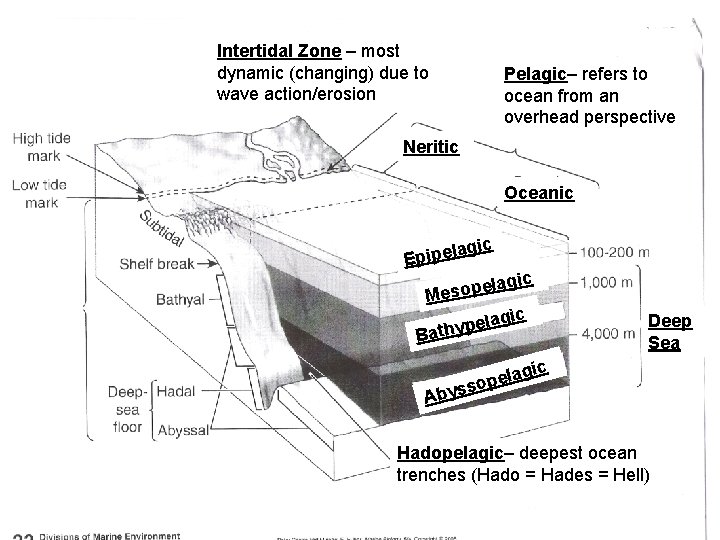 Intertidal Zone – most dynamic (changing) due to wave action/erosion Pelagic– refers to ocean