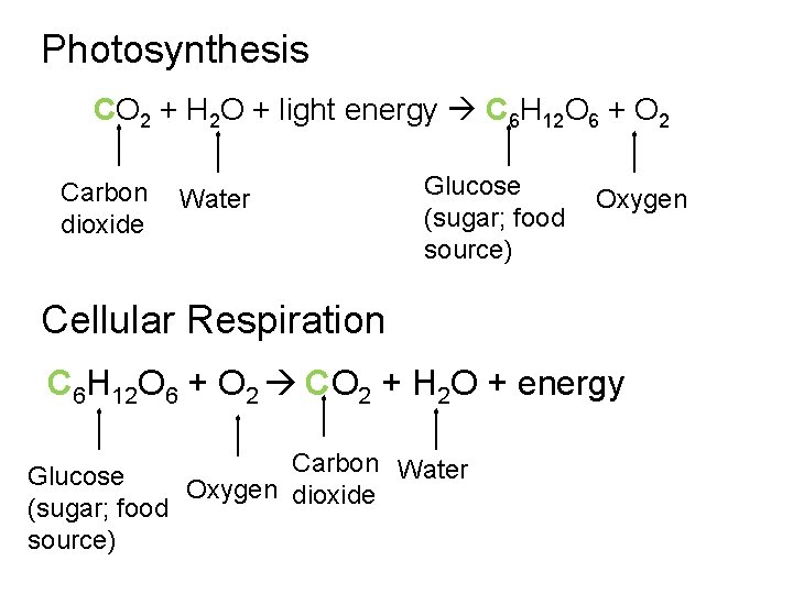Photosynthesis CO 2 + H 2 O + light energy C 6 H 12