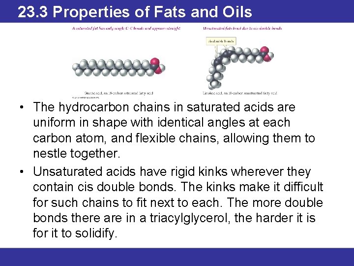 23. 3 Properties of Fats and Oils • The hydrocarbon chains in saturated acids