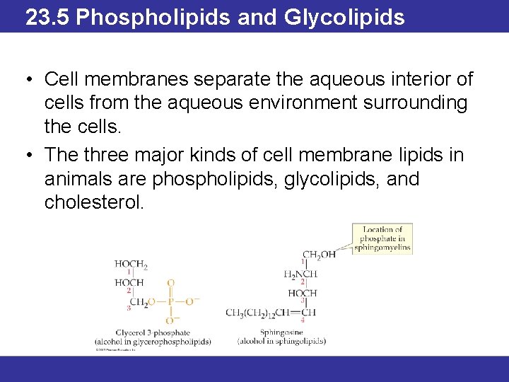 23. 5 Phospholipids and Glycolipids • Cell membranes separate the aqueous interior of cells