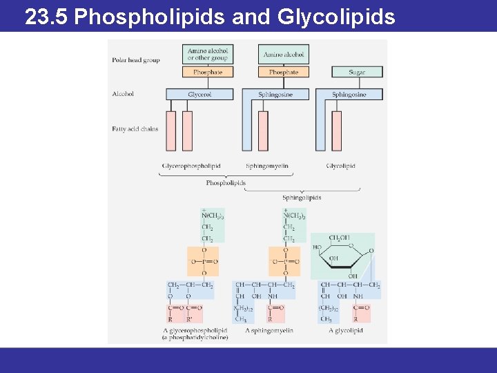 23. 5 Phospholipids and Glycolipids © 2013 Pearson Education, Inc. 
