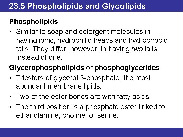 23. 5 Phospholipids and Glycolipids Phospholipids • Similar to soap and detergent molecules in