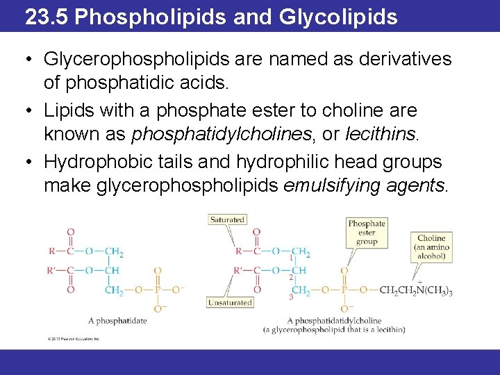 23. 5 Phospholipids and Glycolipids • Glycerophospholipids are named as derivatives of phosphatidic acids.