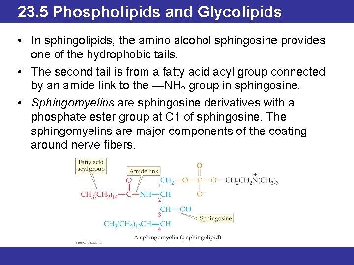 23. 5 Phospholipids and Glycolipids • In sphingolipids, the amino alcohol sphingosine provides one