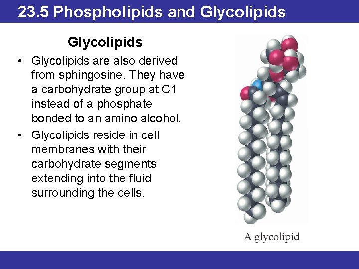 23. 5 Phospholipids and Glycolipids • Glycolipids are also derived from sphingosine. They have