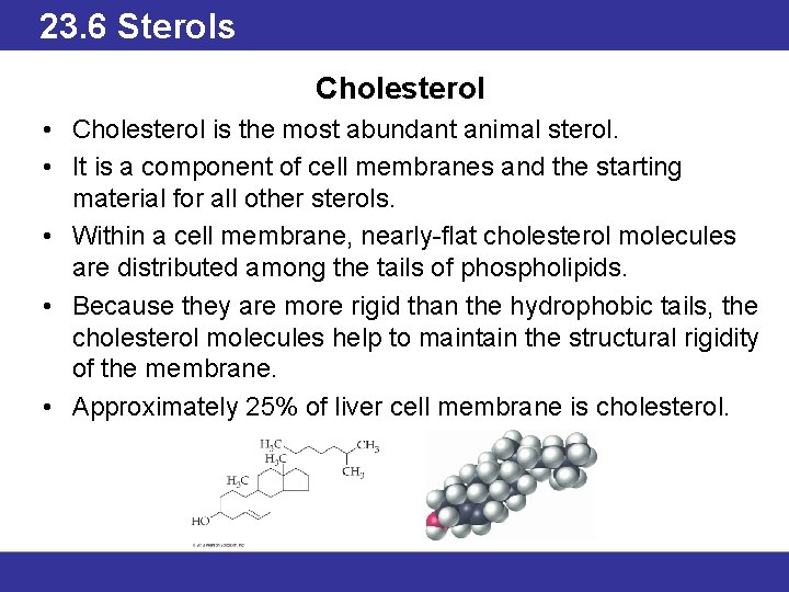 23. 6 Sterols Cholesterol • Cholesterol is the most abundant animal sterol. • It