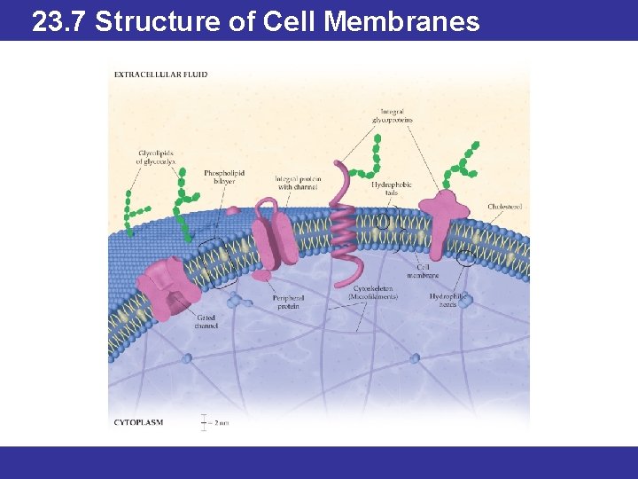 23. 7 Structure of Cell Membranes © 2013 Pearson Education, Inc. 