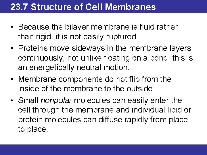 23. 7 Structure of Cell Membranes • Because the bilayer membrane is fluid rather