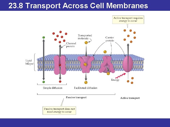 23. 8 Transport Across Cell Membranes © 2013 Pearson Education, Inc. 