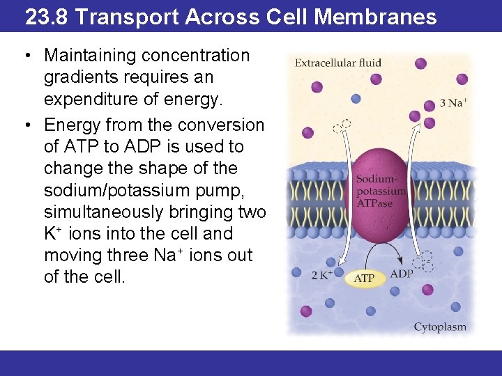 23. 8 Transport Across Cell Membranes • Maintaining concentration gradients requires an expenditure of