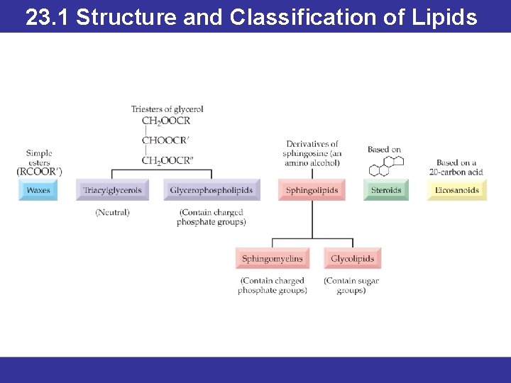 23. 1 Structure and Classification of Lipids © 2013 Pearson Education, Inc. 