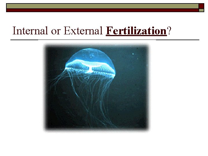 Internal or External Fertilization? 