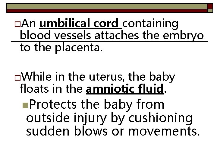 o. An umbilical cord containing blood vessels attaches the embryo to the placenta. o.