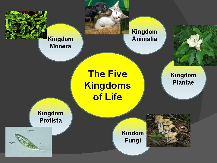 Kingdom Animalia Kingdom Monera The Five Kingdoms of Life Kingdom Protista Kindom Fungi Kingdom