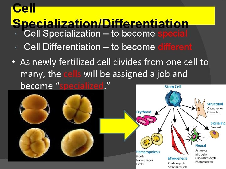 Cell Specialization/Differentiation Cell Specialization – to become special Cell Differentiation – to become different