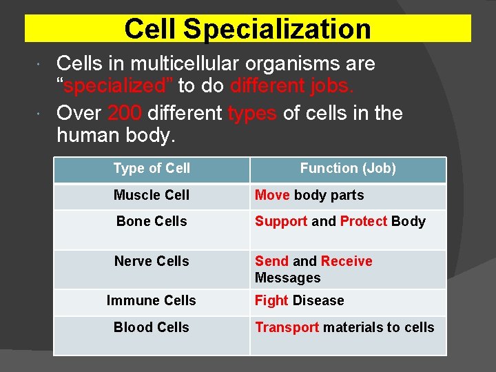 Cell Specialization Cells in multicellular organisms are “specialized” to do different jobs. Over 200