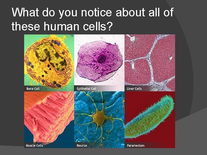 What do you notice about all of these human cells? 