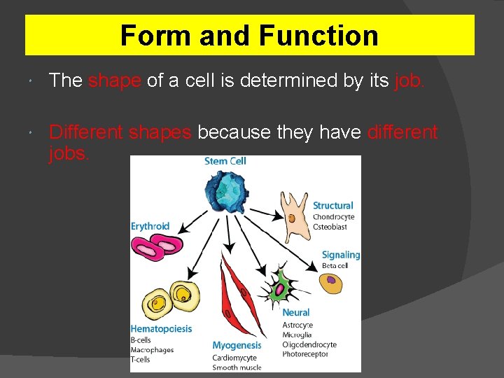 Form and Function The shape of a cell is determined by its job. Different