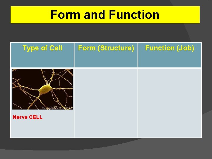 Form and Function Type of Cell Nerve CELL Form (Structure) Function (Job) 