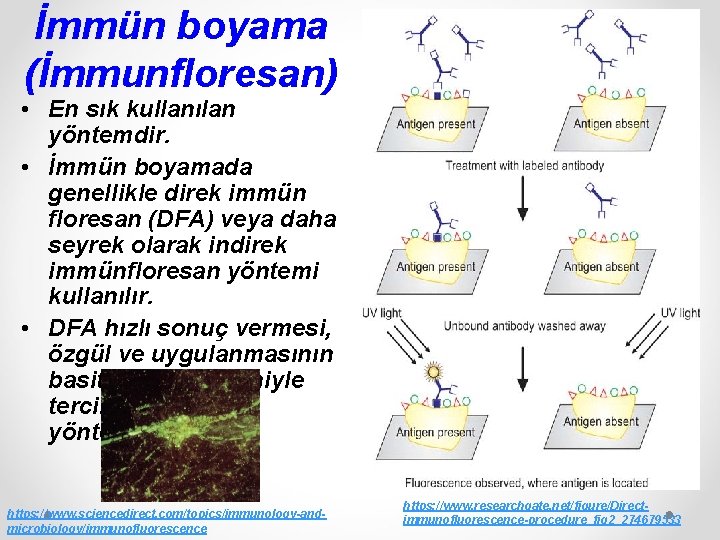 İmmün boyama (İmmunfloresan) • En sık kullanılan yöntemdir. • İmmün boyamada genellikle direk immün