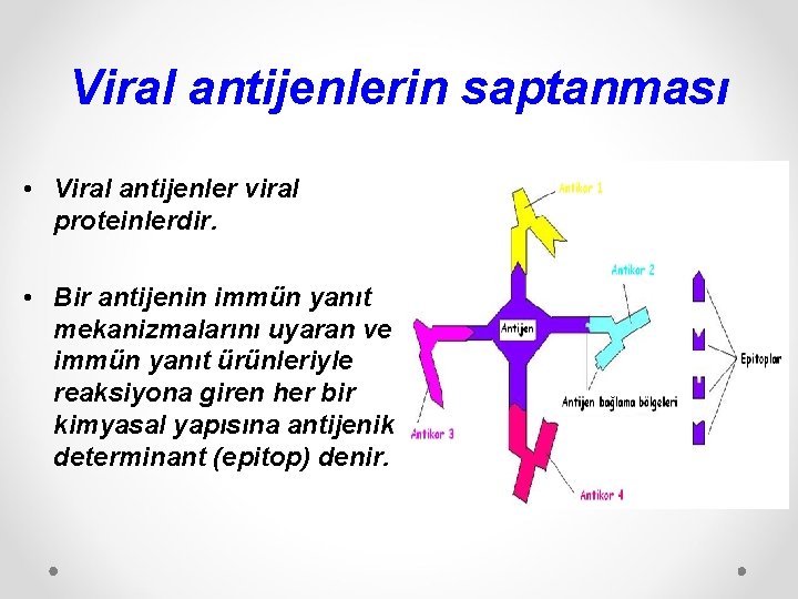 Viral antijenlerin saptanması • Viral antijenler viral proteinlerdir. • Bir antijenin immün yanıt mekanizmalarını