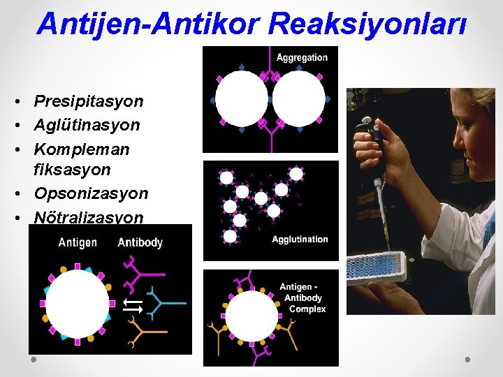 Antijen-Antikor Reaksiyonları • Presipitasyon • Aglütinasyon • Kompleman fiksasyon • Opsonizasyon • Nötralizasyon 