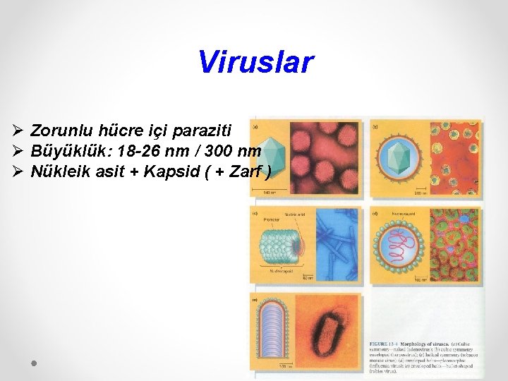 Viruslar Ø Zorunlu hücre içi paraziti Ø Büyüklük: 18 -26 nm / 300 nm