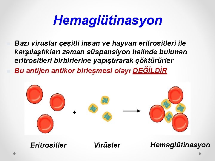 Hemaglütinasyon n n Bazı viruslar çeşitli insan ve hayvan eritrositleri ile karşılaştıkları zaman süspansiyon