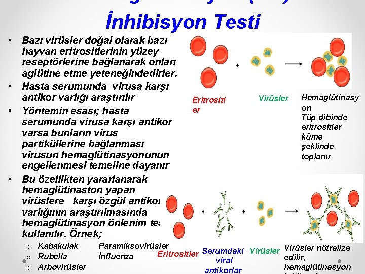 İnhibisyon Testi • Bazı virüsler doğal olarak bazı hayvan eritrositlerinin yüzey reseptörlerine bağlanarak onları