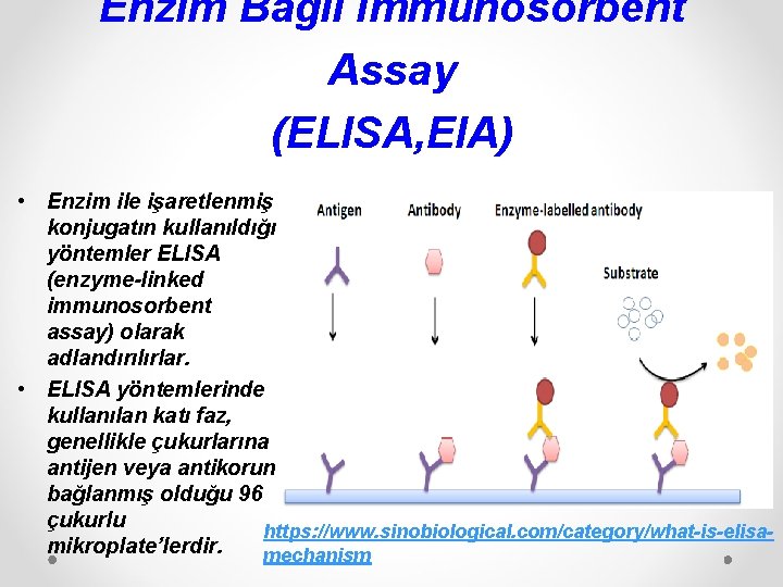 Enzim Bağlı Immunosorbent Assay (ELISA, EIA) • Enzim ile işaretlenmiş konjugatın kullanıldığı yöntemler ELISA