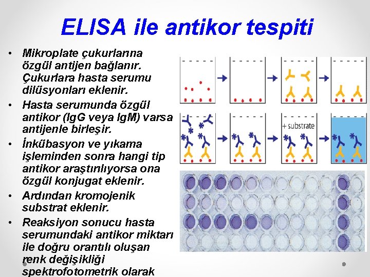 ELISA ile antikor tespiti • Mikroplate çukurlarına özgül antijen bağlanır. Çukurlara hasta serumu dilüsyonları
