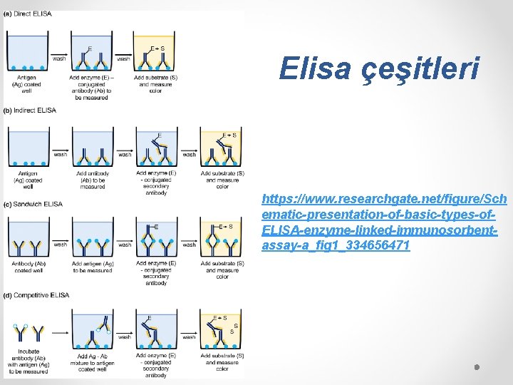 Elisa çeşitleri https: //www. researchgate. net/figure/Sch ematic-presentation-of-basic-types-of. ELISA-enzyme-linked-immunosorbentassay-a_fig 1_334656471 