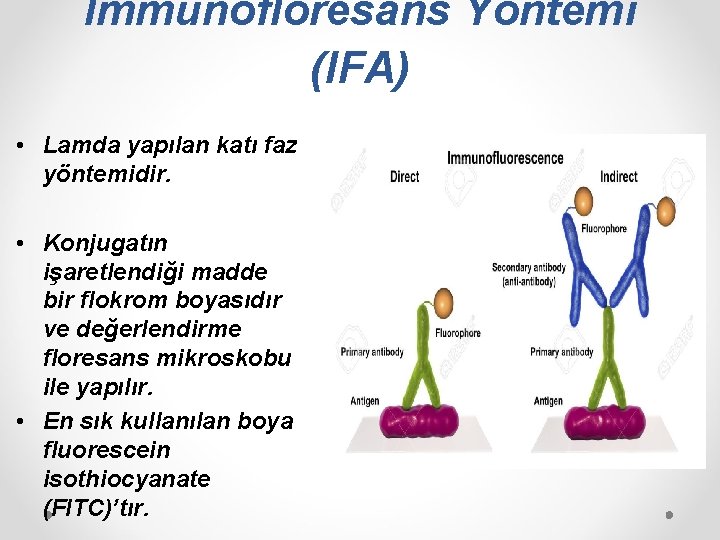 İmmünofloresans Yöntemi (IFA) • Lamda yapılan katı faz yöntemidir. • Konjugatın işaretlendiği madde bir