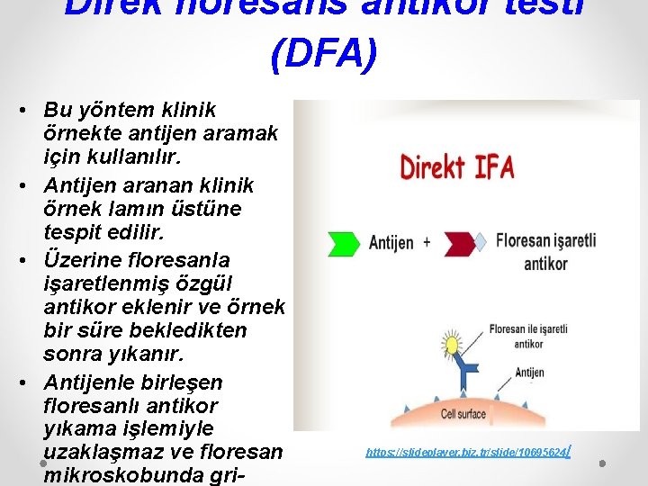 Direk floresans antikor testi (DFA) • Bu yöntem klinik örnekte antijen aramak için kullanılır.