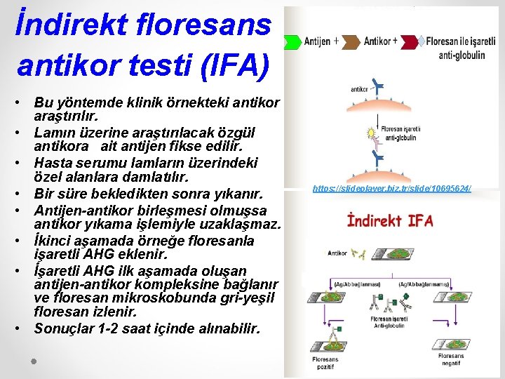 İndirekt floresans antikor testi (IFA) • Bu yöntemde klinik örnekteki antikor araştırılır. • Lamın