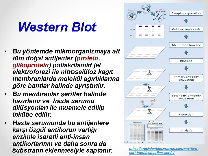 Western Blot • Bu yöntemde mikroorganizmaya ait tüm doğal antijenler (protein, glikoprotein) poliakrilamid jel