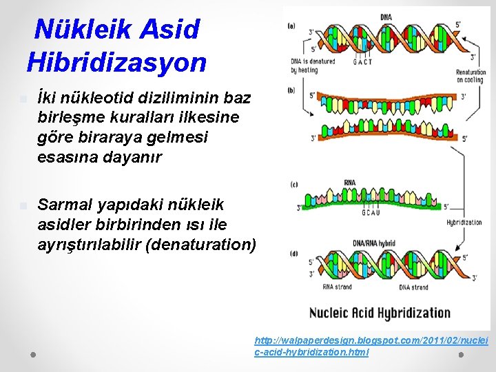Nükleik Asid Hibridizasyon n İki nükleotid diziliminin baz birleşme kuralları ilkesine göre biraraya gelmesi