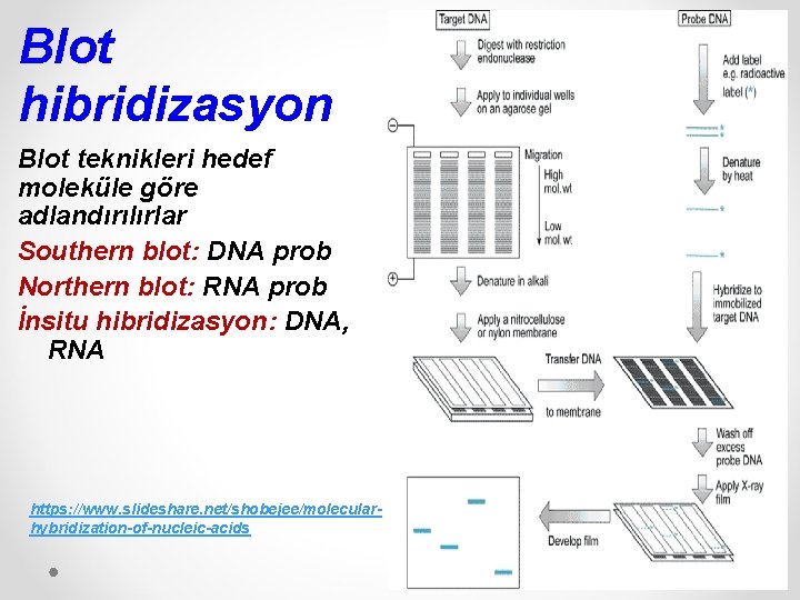 Blot hibridizasyon Blot teknikleri hedef moleküle göre adlandırılırlar Southern blot: DNA prob Northern blot: