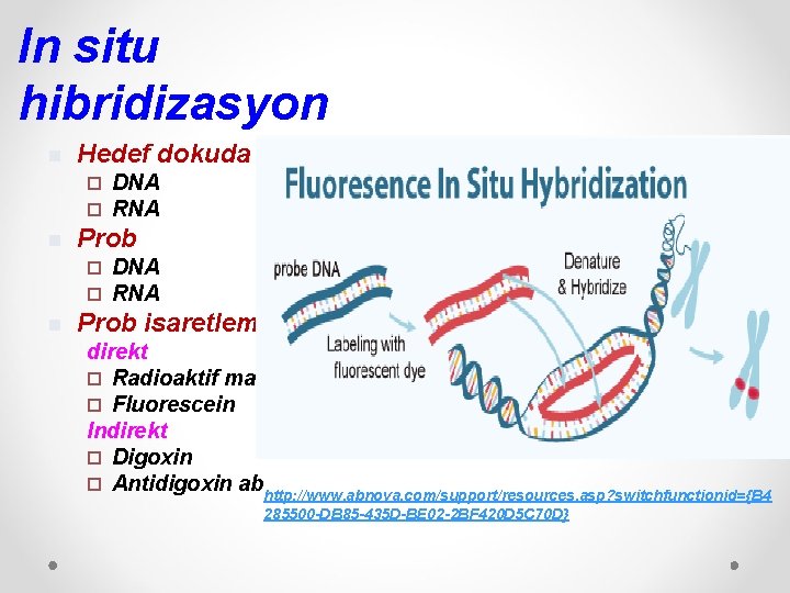 In situ hibridizasyon n Hedef dokuda ¨ ¨ n Prob ¨ ¨ n DNA