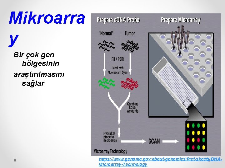 Mikroarra y Bir çok gen bölgesinin araştırılmasını sağlar https: //www. genome. gov/about-genomics/fact-sheets/DNAMicroarray-Technology 