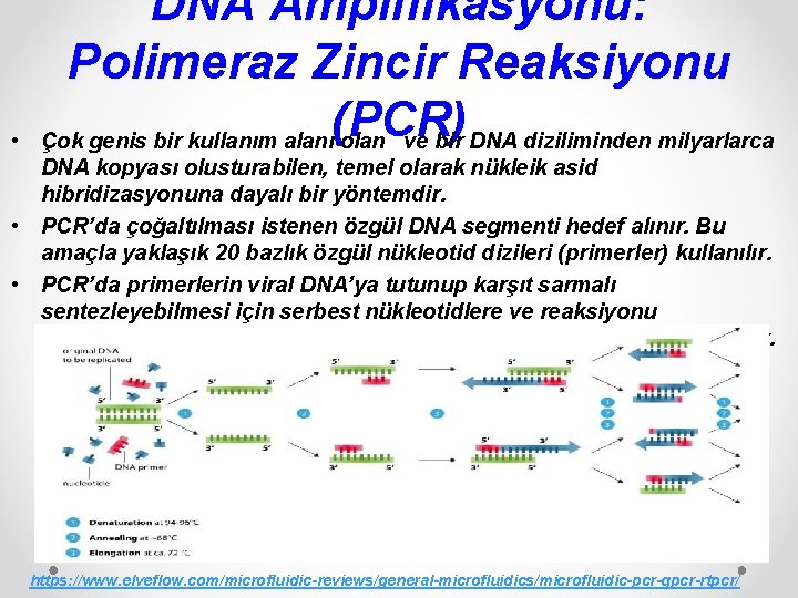  • DNA Amplifikasyonu: Polimeraz Zincir Reaksiyonu (PCR) Çok genis bir kullanım alanı olan