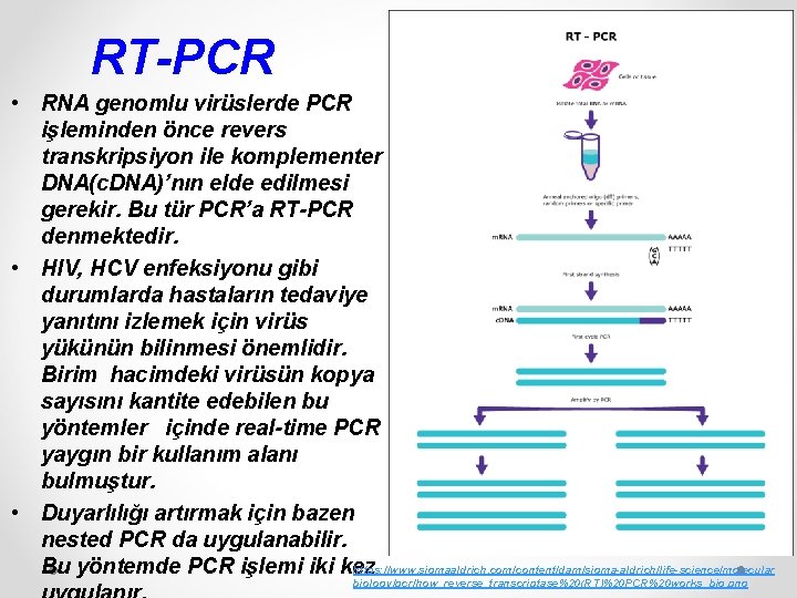 RT-PCR • RNA genomlu virüslerde PCR işleminden önce revers transkripsiyon ile komplementer DNA(c. DNA)’nın