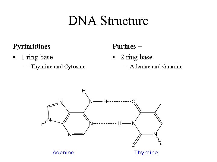 DNA Structure Pyrimidines Purines – • 1 ring base • 2 ring base –