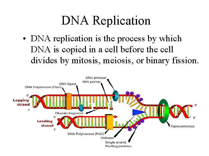 DNA Replication • DNA replication is the process by which DNA is copied in