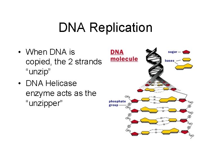 DNA Replication • When DNA is copied, the 2 strands “unzip” • DNA Helicase